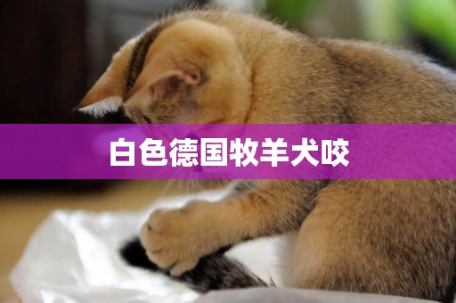 白色德国牧羊犬咬